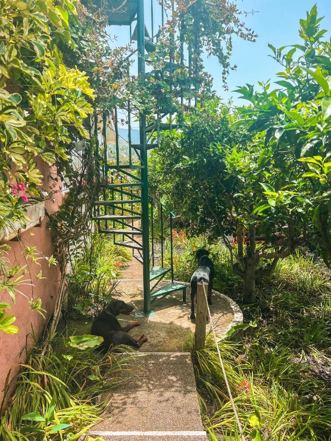 Canarian Cottage With Terrace Surrounded By Garden - Alisios Ла Оротава Екстериор снимка